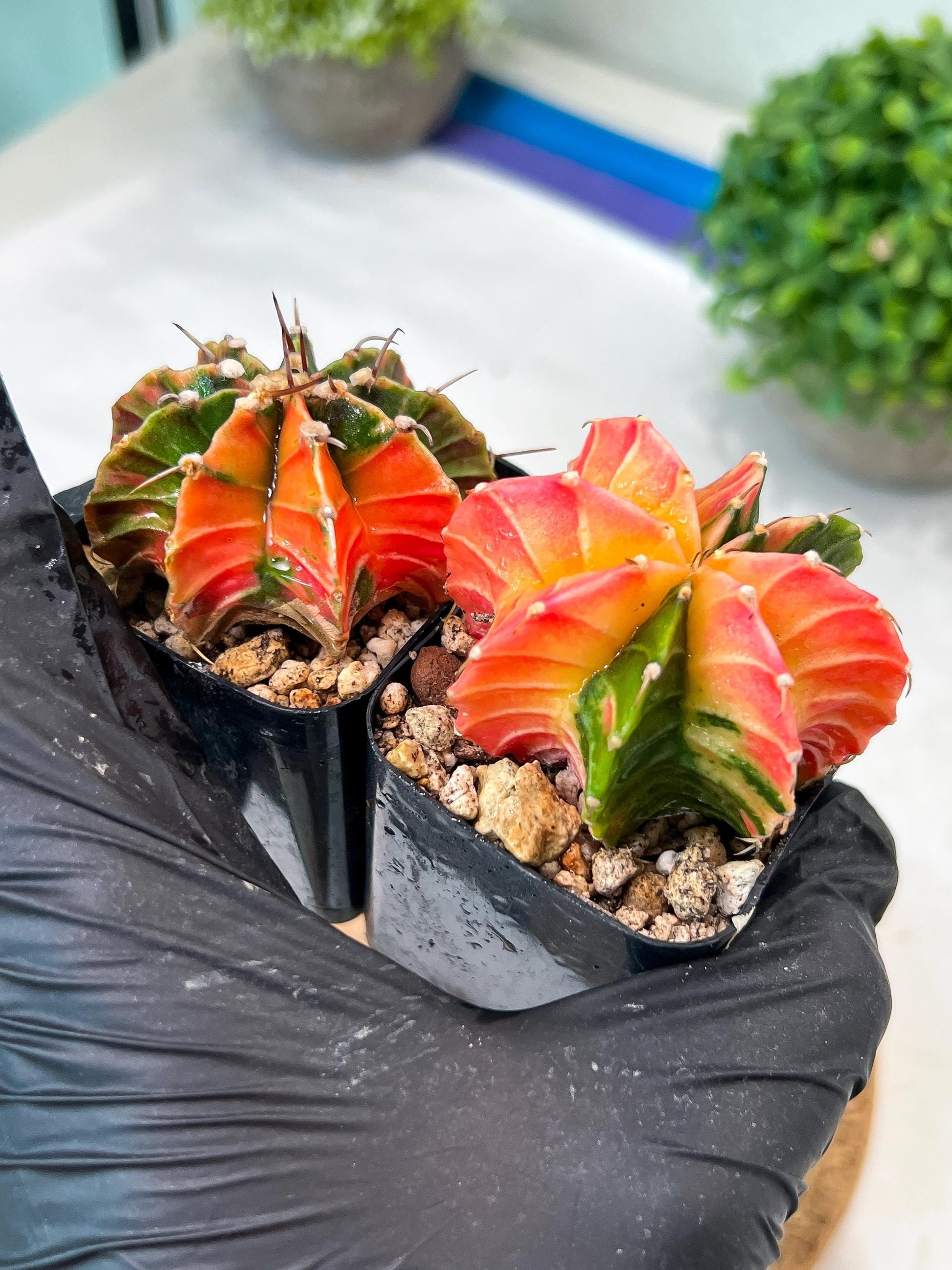 Gymnocalycium Mihanovichii (g) (#5) | 2pcs Bundle in 2 Inch Pot