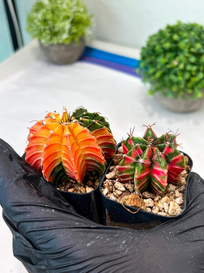 Gymnocalycium Mihanovichii (g) (#6) | 2pcs Bundle in 2 Inch Pot