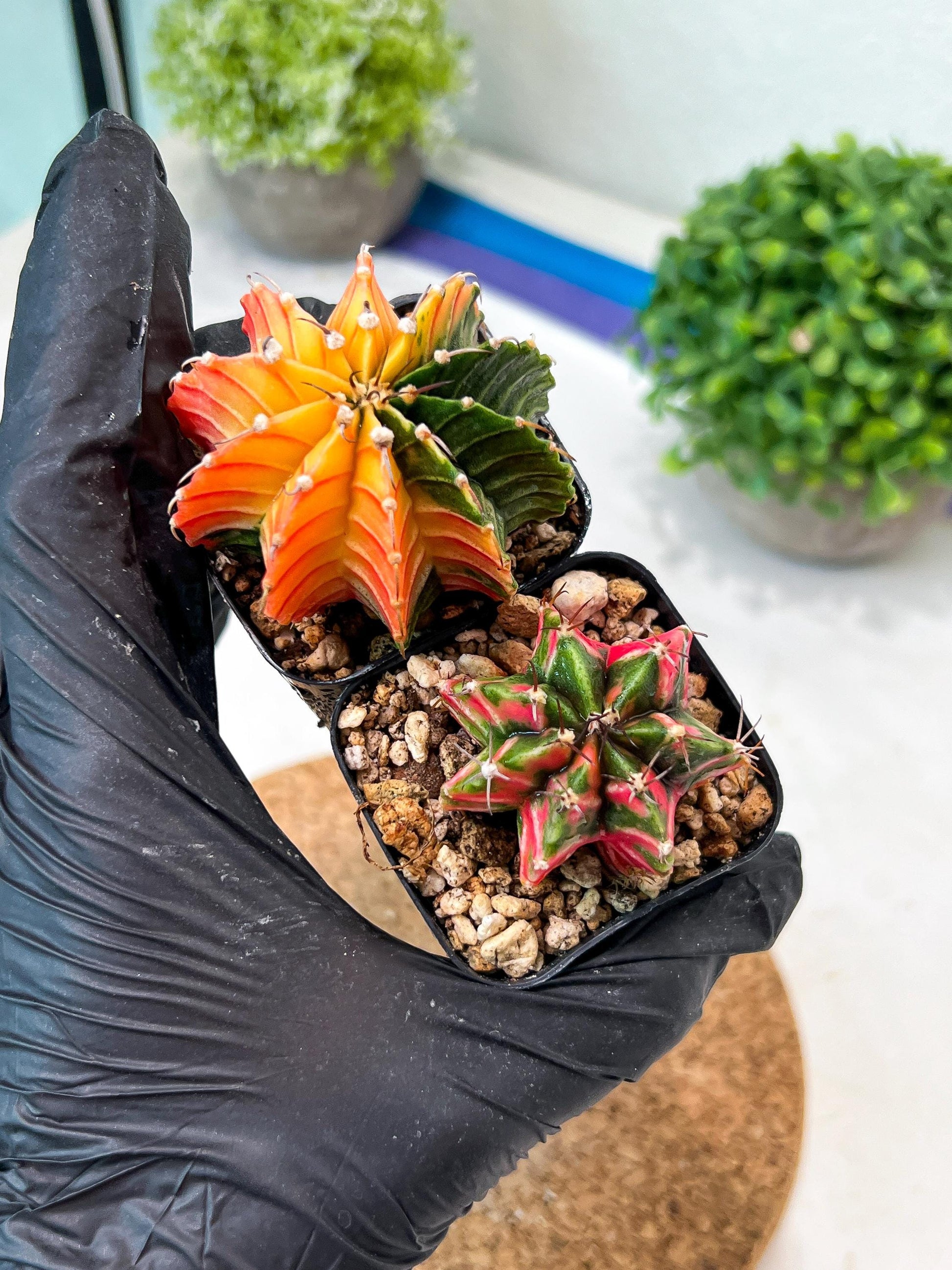 Gymnocalycium Mihanovichii (g) (#6) | 2pcs Bundle in 2 Inch Pot