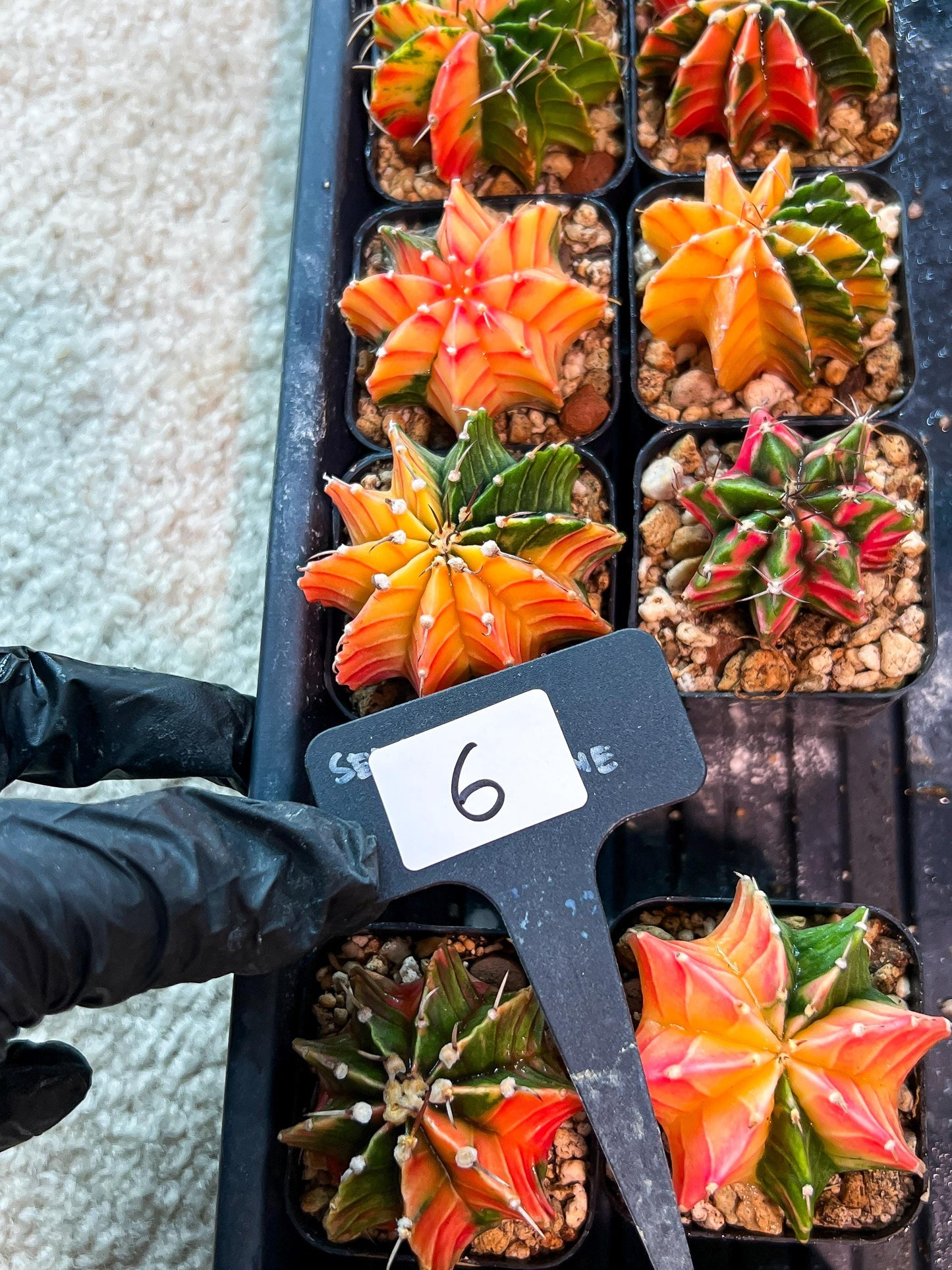 Gymnocalycium Mihanovichii (g) (#6) | 2pcs Bundle in 2 Inch Pot