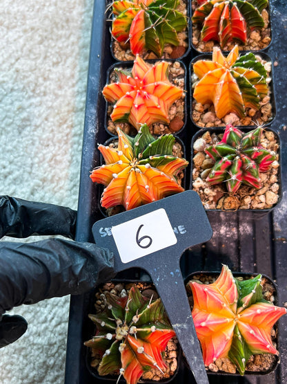 Gymnocalycium Mihanovichii (g) (#6) | 2pcs Bundle in 2 Inch Pot