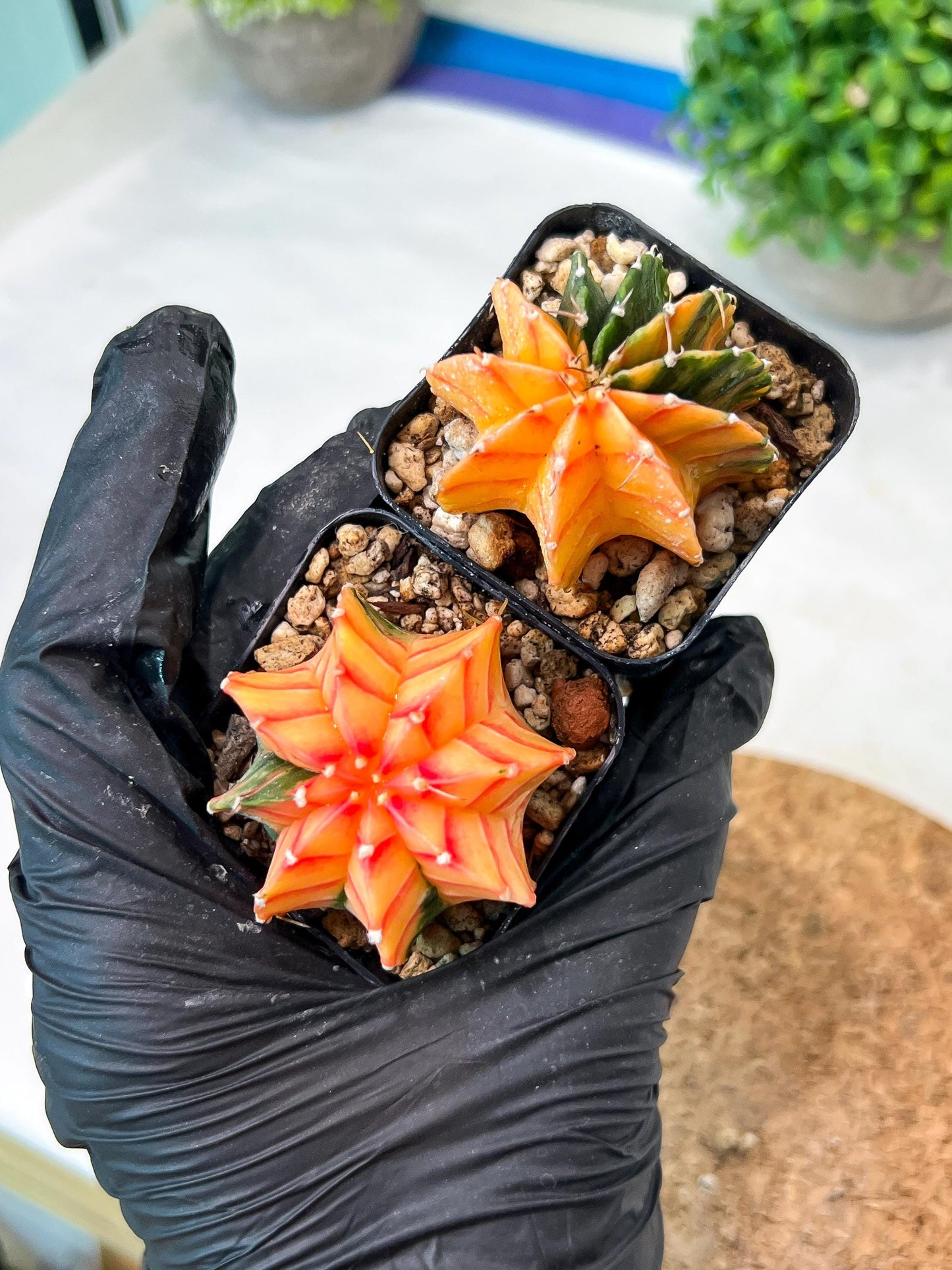 Gymnocalycium Mihanovichii (g) (#7) | 2pcs Bundle in 2 Inch Pot