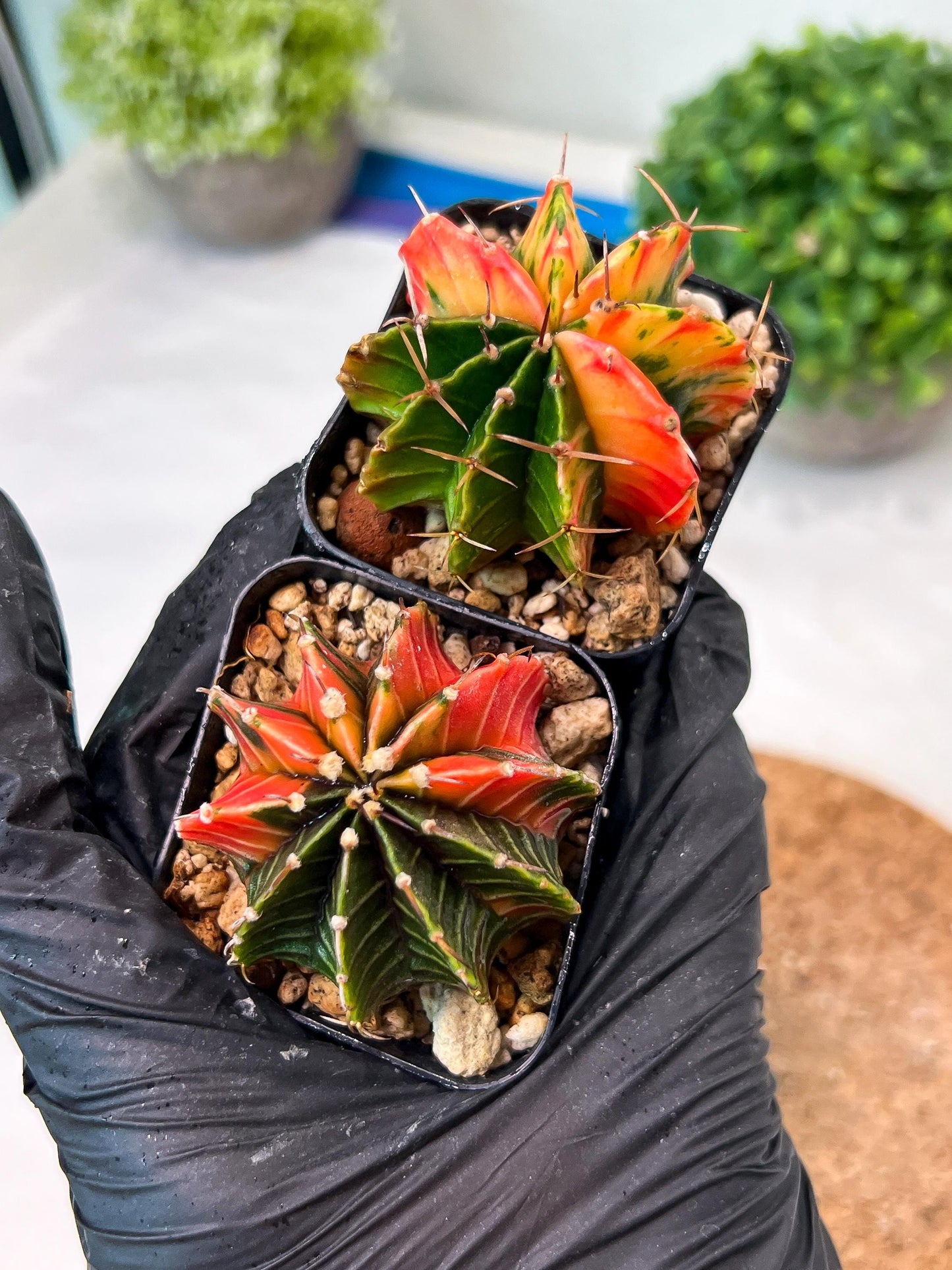 Gymnocalycium Mihanovichii (g) (#8) | 2pcs Bundle in 2 Inch Pot