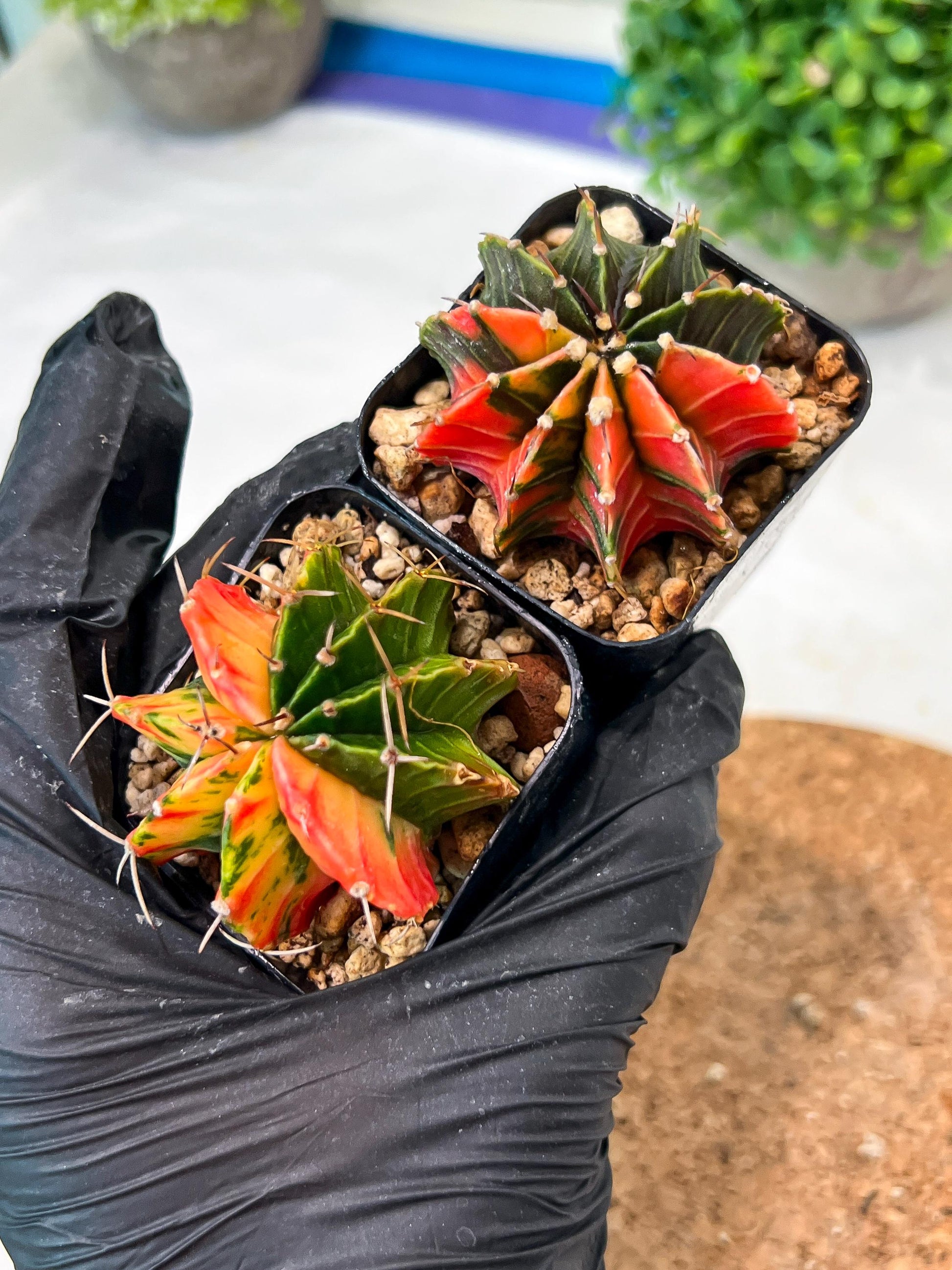 Gymnocalycium Mihanovichii (g) (#8) | 2pcs Bundle in 2 Inch Pot