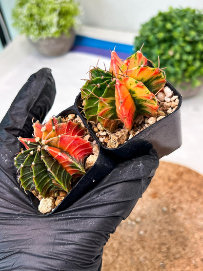 Gymnocalycium Mihanovichii (g) (#8) | 2pcs Bundle in 2 Inch Pot