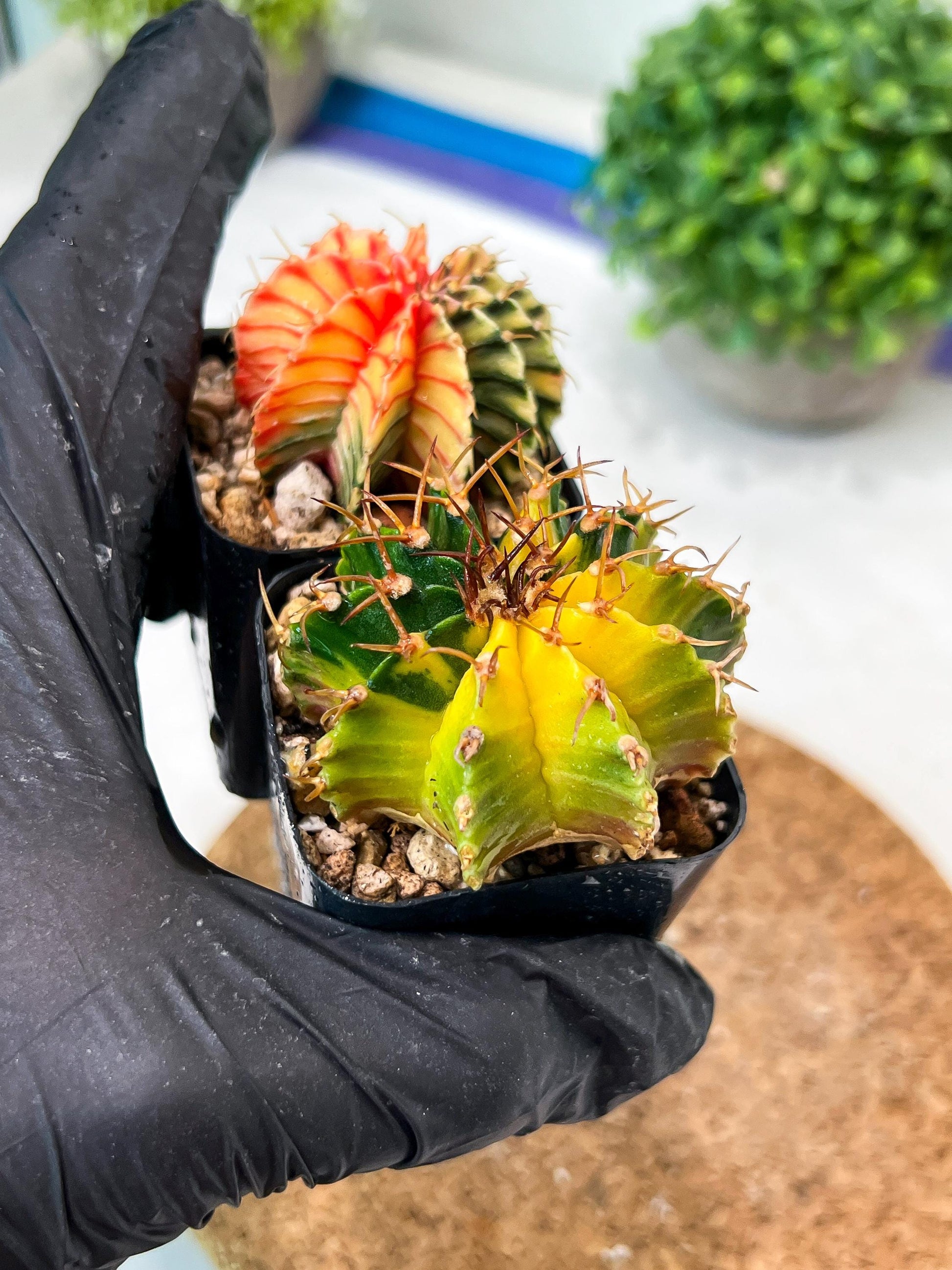 Gymnocalycium Mihanovichii (g) (#9) | 2pcs Bundle in 2 Inch Pot