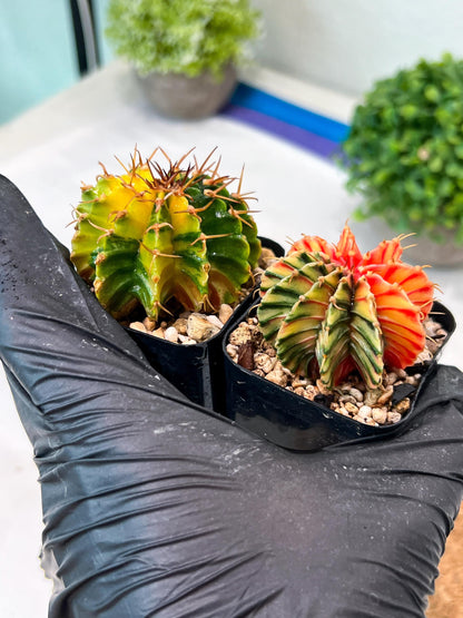 Gymnocalycium Mihanovichii (g) (#9) | 2pcs Bundle in 2 Inch Pot