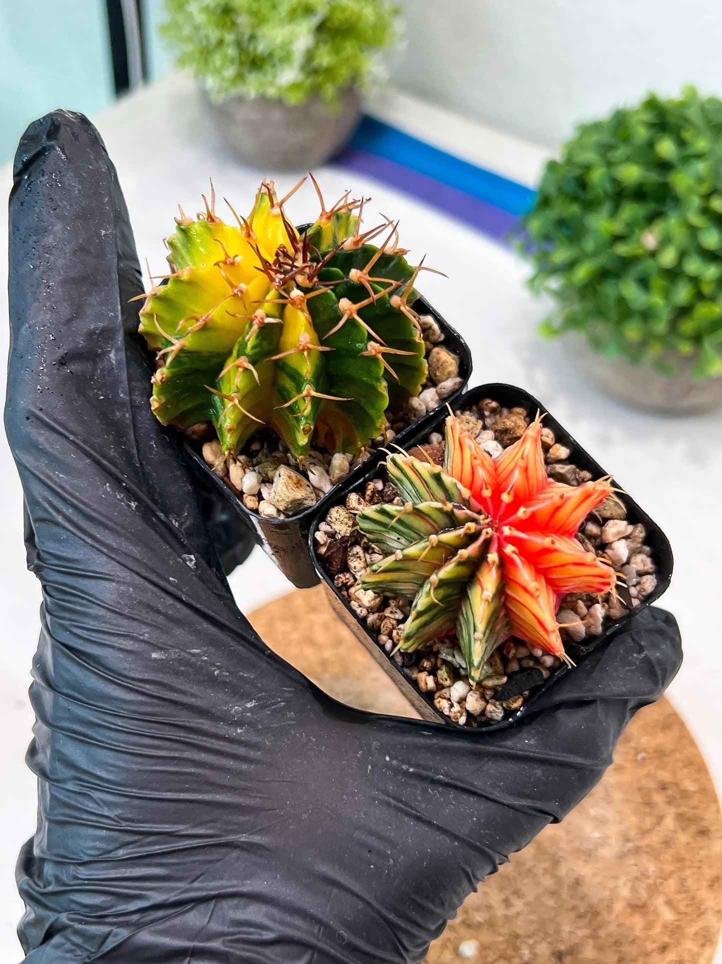 Gymnocalycium Mihanovichii (g) (#9) | 2pcs Bundle in 2 Inch Pot