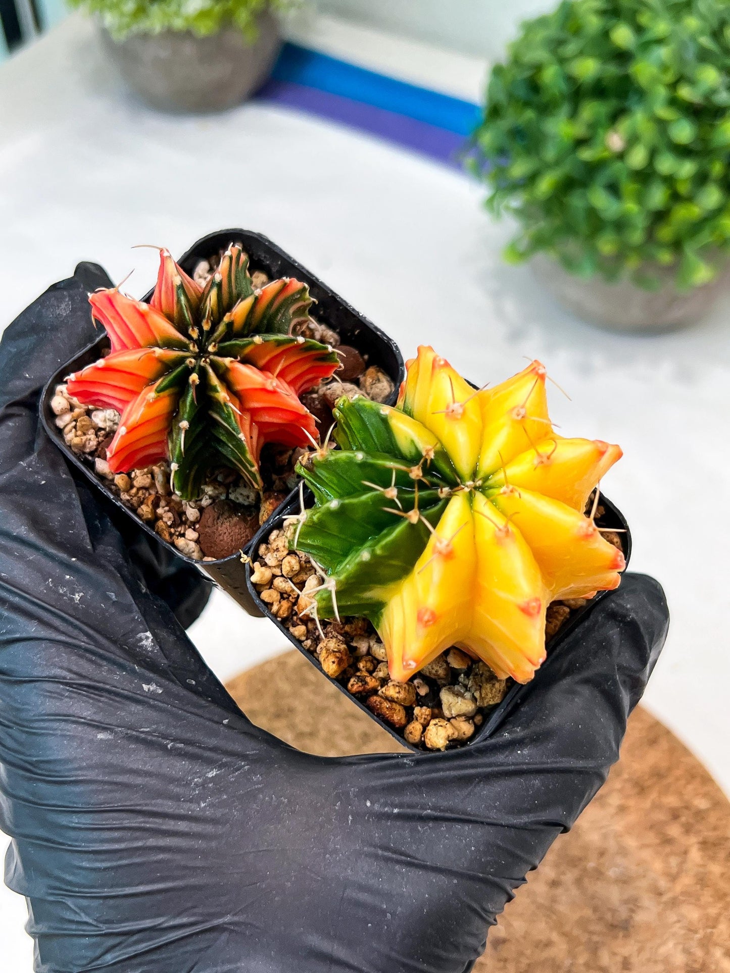 Gymnocalycium Mihanovichii (p) (#1) | 2pcs Bundle in 2 Inch Pot