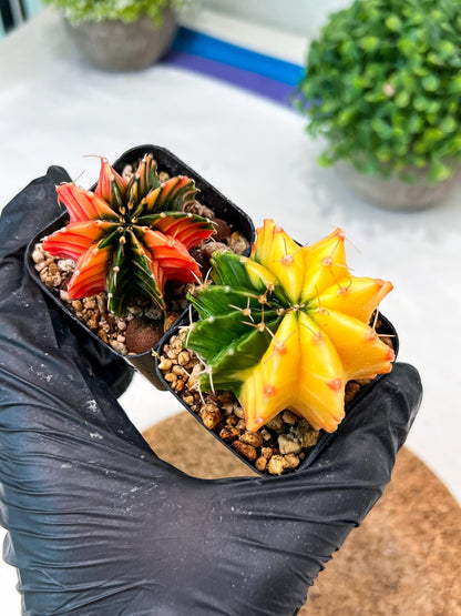 Gymnocalycium Mihanovichii (p) (#1) | 2pcs Bundle in 2 Inch Pot