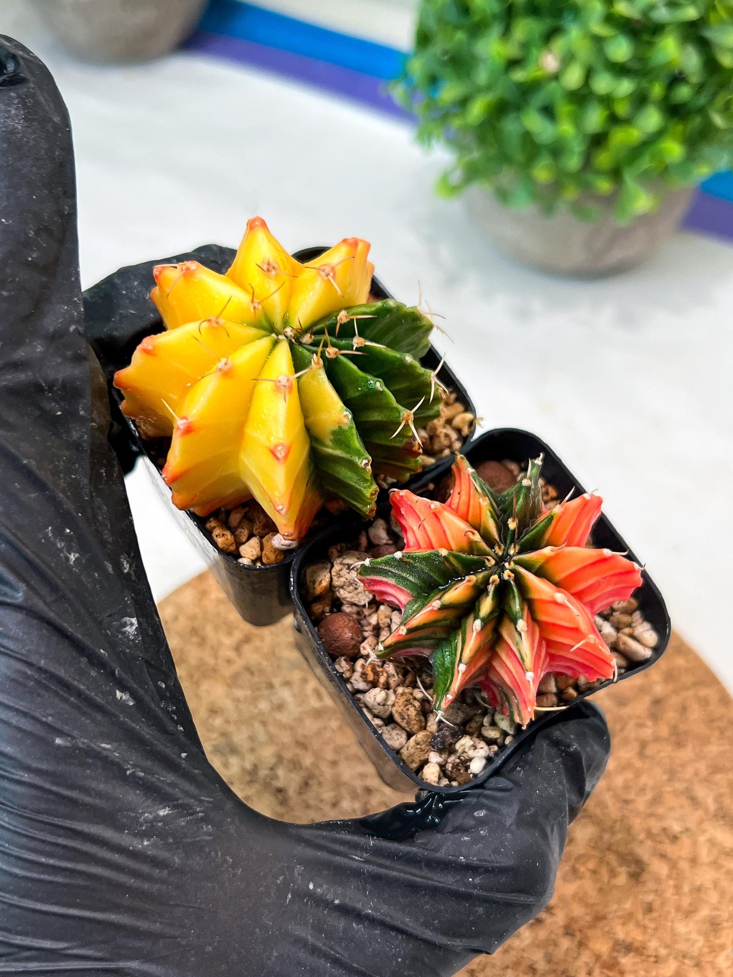 Gymnocalycium Mihanovichii (p) (#1) | 2pcs Bundle in 2 Inch Pot