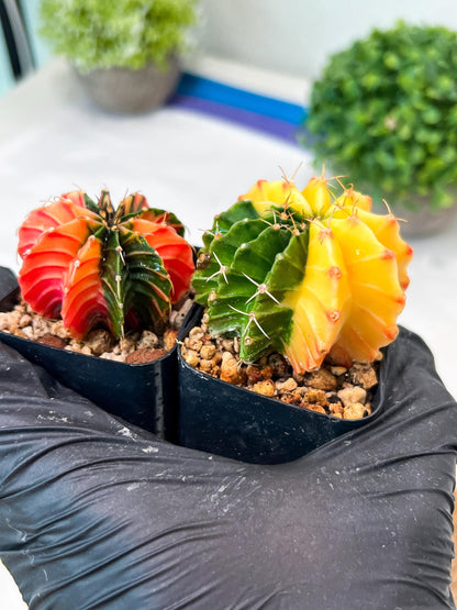 Gymnocalycium Mihanovichii (p) (#1) | 2pcs Bundle in 2 Inch Pot