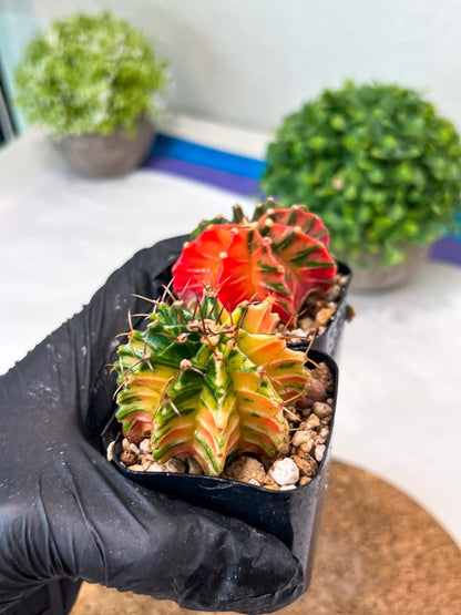 Gymnocalycium Mihanovichii (p) (#2) | 2pcs Bundle in 2 Inch Pot