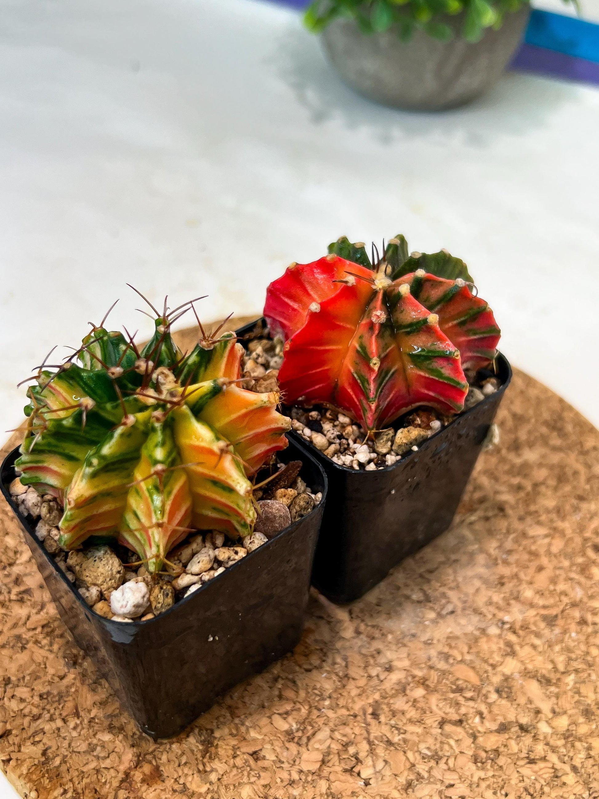 Gymnocalycium Mihanovichii (p) (#2) | 2pcs Bundle in 2 Inch Pot