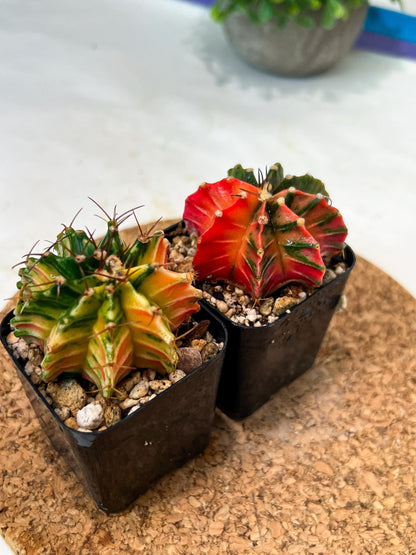 Gymnocalycium Mihanovichii (p) (#2) | 2pcs Bundle in 2 Inch Pot