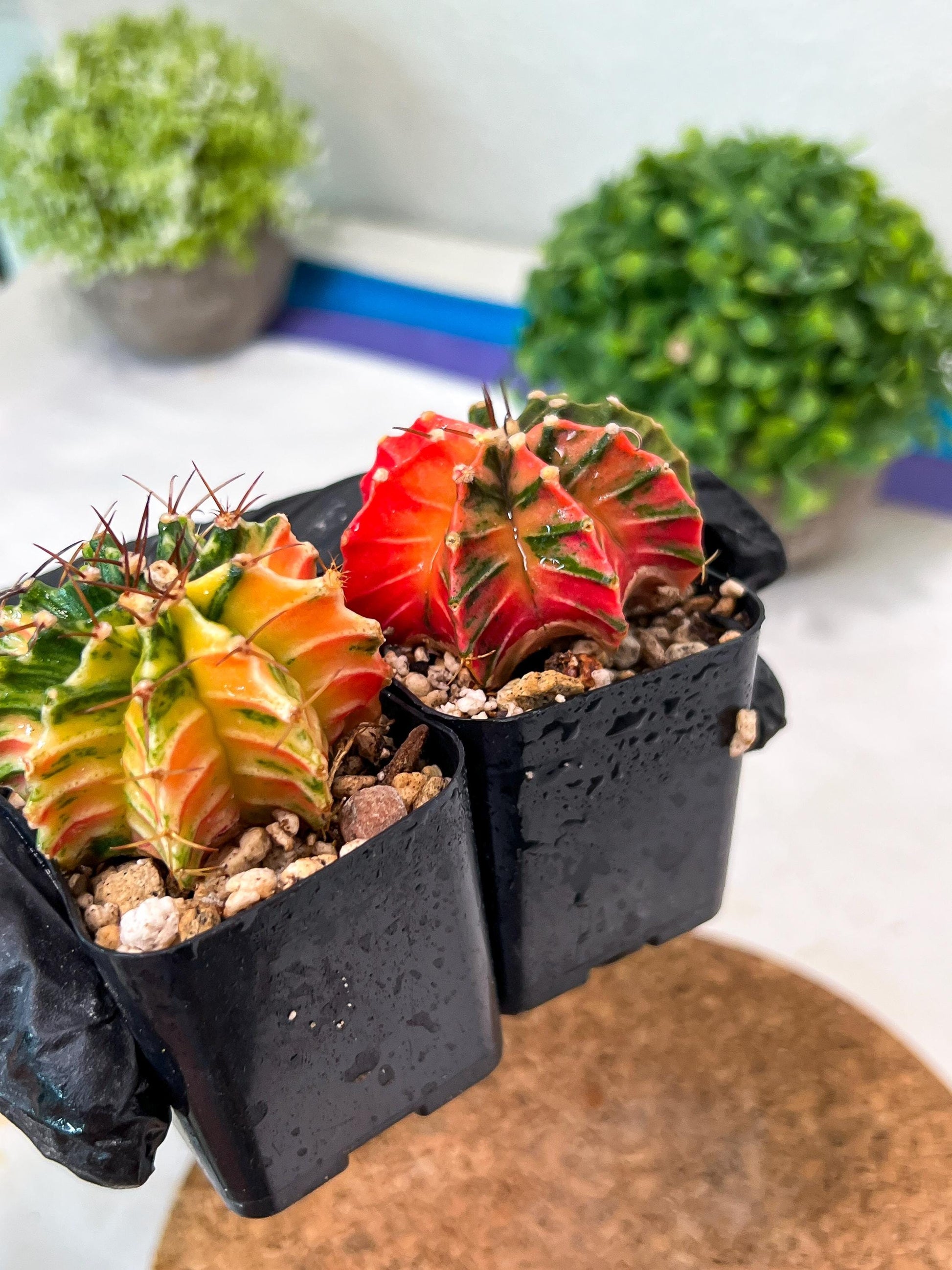 Gymnocalycium Mihanovichii (p) (#2) | 2pcs Bundle in 2 Inch Pot