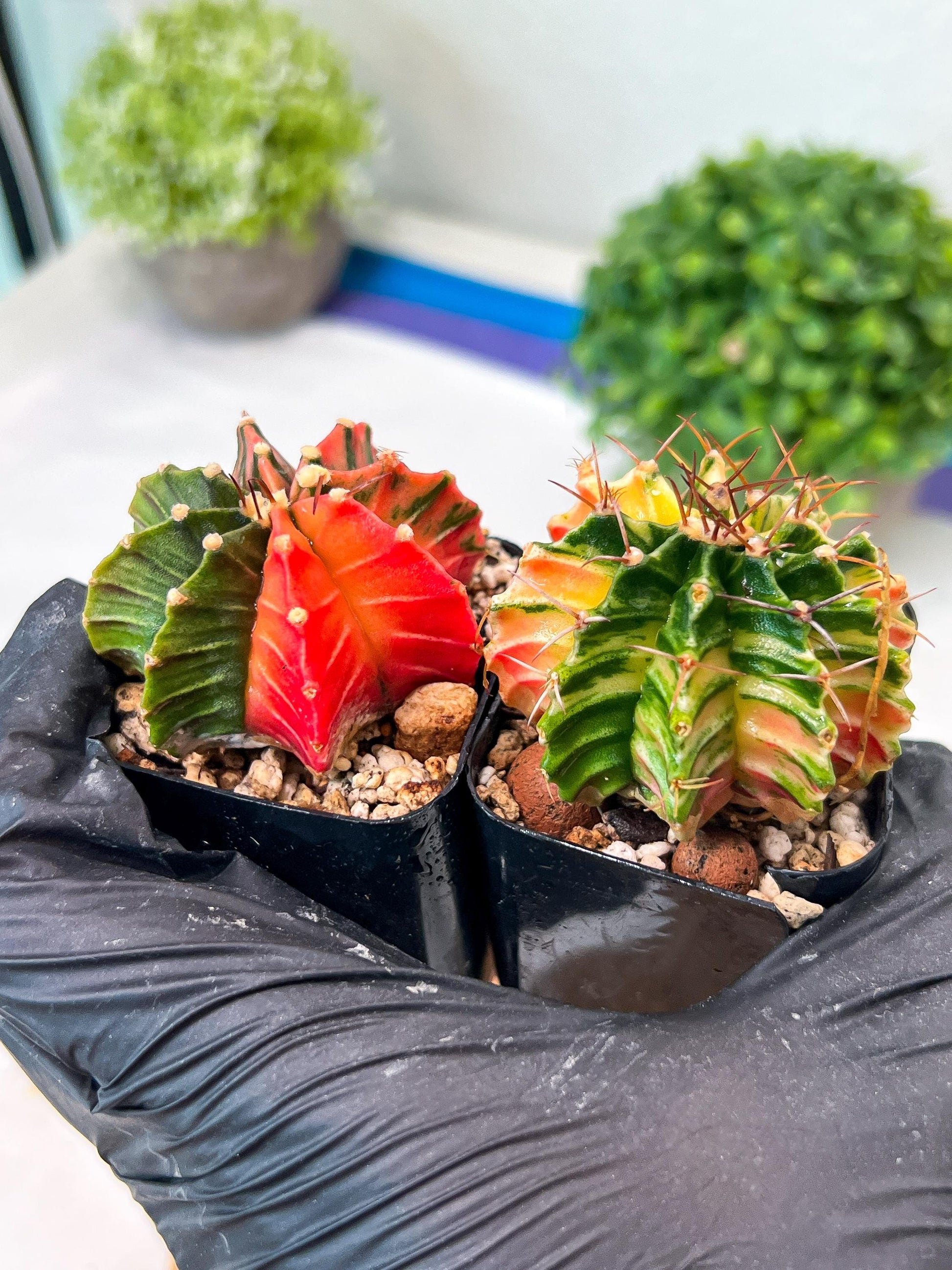 Gymnocalycium Mihanovichii (p) (#2) | 2pcs Bundle in 2 Inch Pot