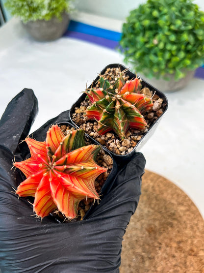 Gymnocalycium Mihanovichii (p) (#3) | 2pcs Bundle in 2 Inch Pot