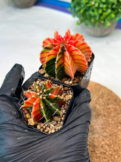 Gymnocalycium Mihanovichii (p) (#3) | 2pcs Bundle in 2 Inch Pot