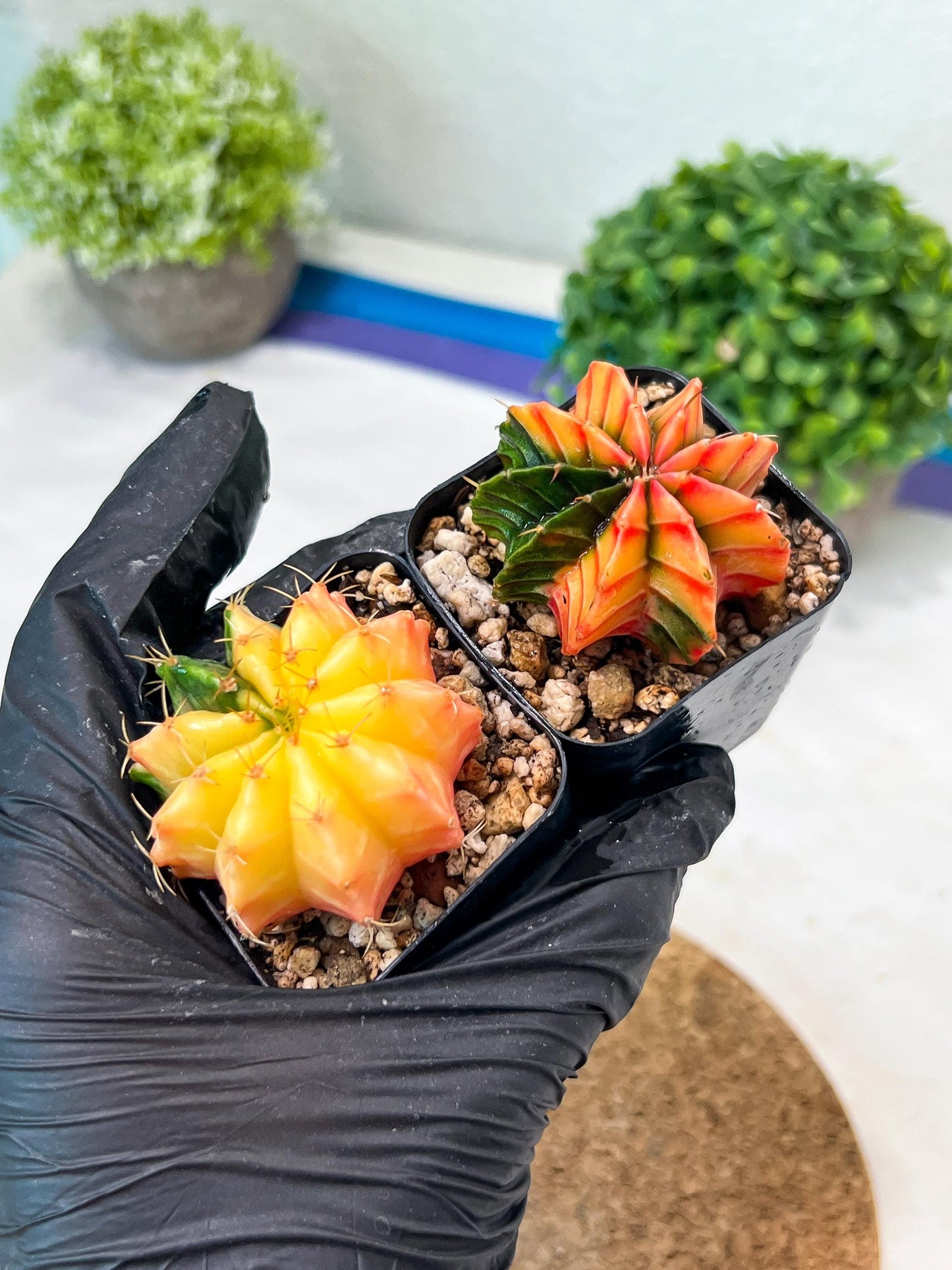 Gymnocalycium Mihanovichii (p) (#4) | 2pcs Bundle in 2 Inch Pot