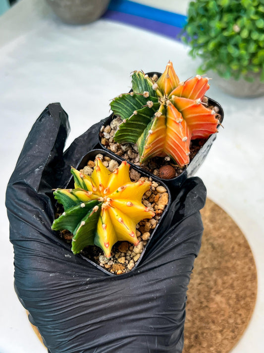 Gymnocalycium Mihanovichii (p) (#5) | 2pcs Bundle in 2 Inch Pot