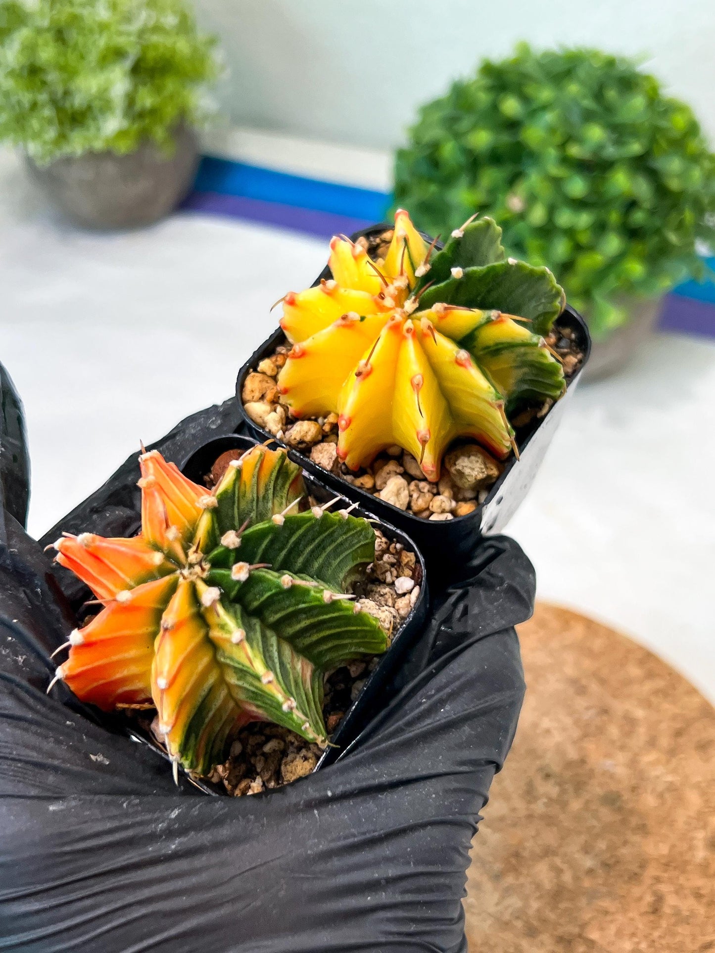 Gymnocalycium Mihanovichii (p) (#5) | 2pcs Bundle in 2 Inch Pot