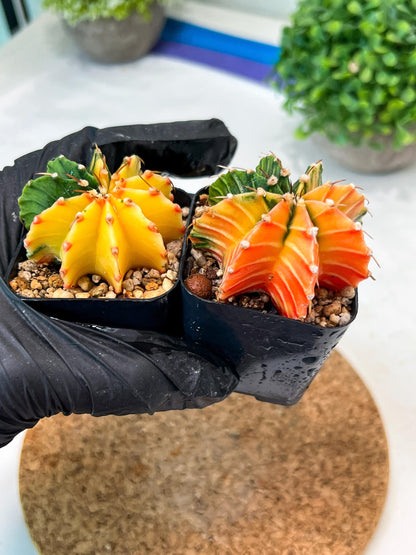 Gymnocalycium Mihanovichii (p) (#5) | 2pcs Bundle in 2 Inch Pot