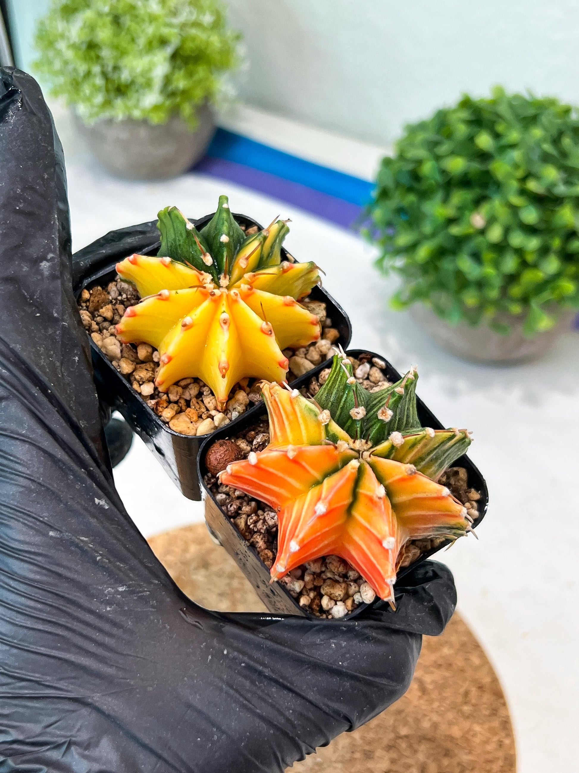 Gymnocalycium Mihanovichii (p) (#5) | 2pcs Bundle in 2 Inch Pot