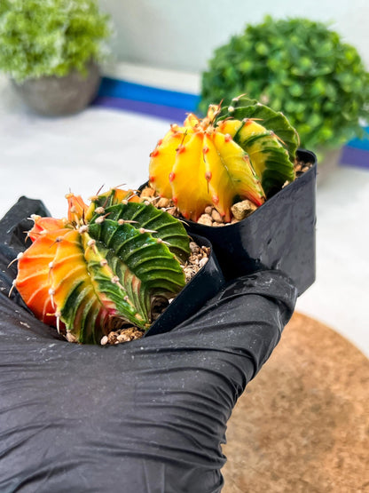 Gymnocalycium Mihanovichii (p) (#5) | 2pcs Bundle in 2 Inch Pot