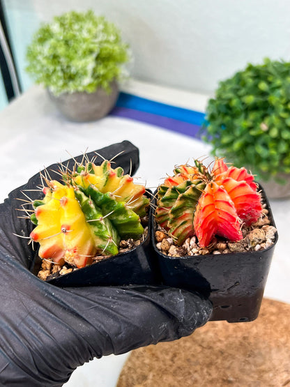 Gymnocalycium Mihanovichii (p) (#6) | 2pcs Bundle in 2 Inch Pot