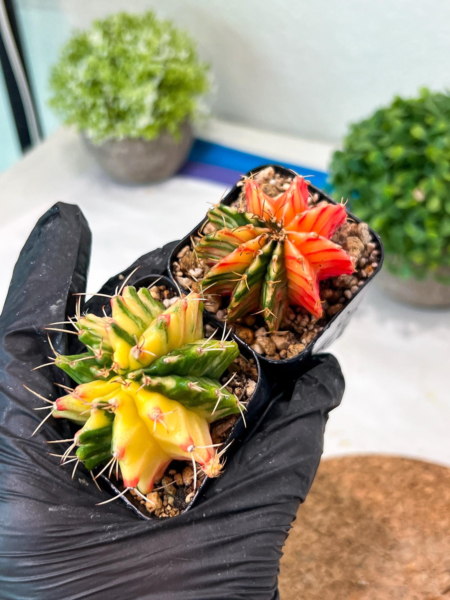 Gymnocalycium Mihanovichii (p) (#6) | 2pcs Bundle in 2 Inch Pot