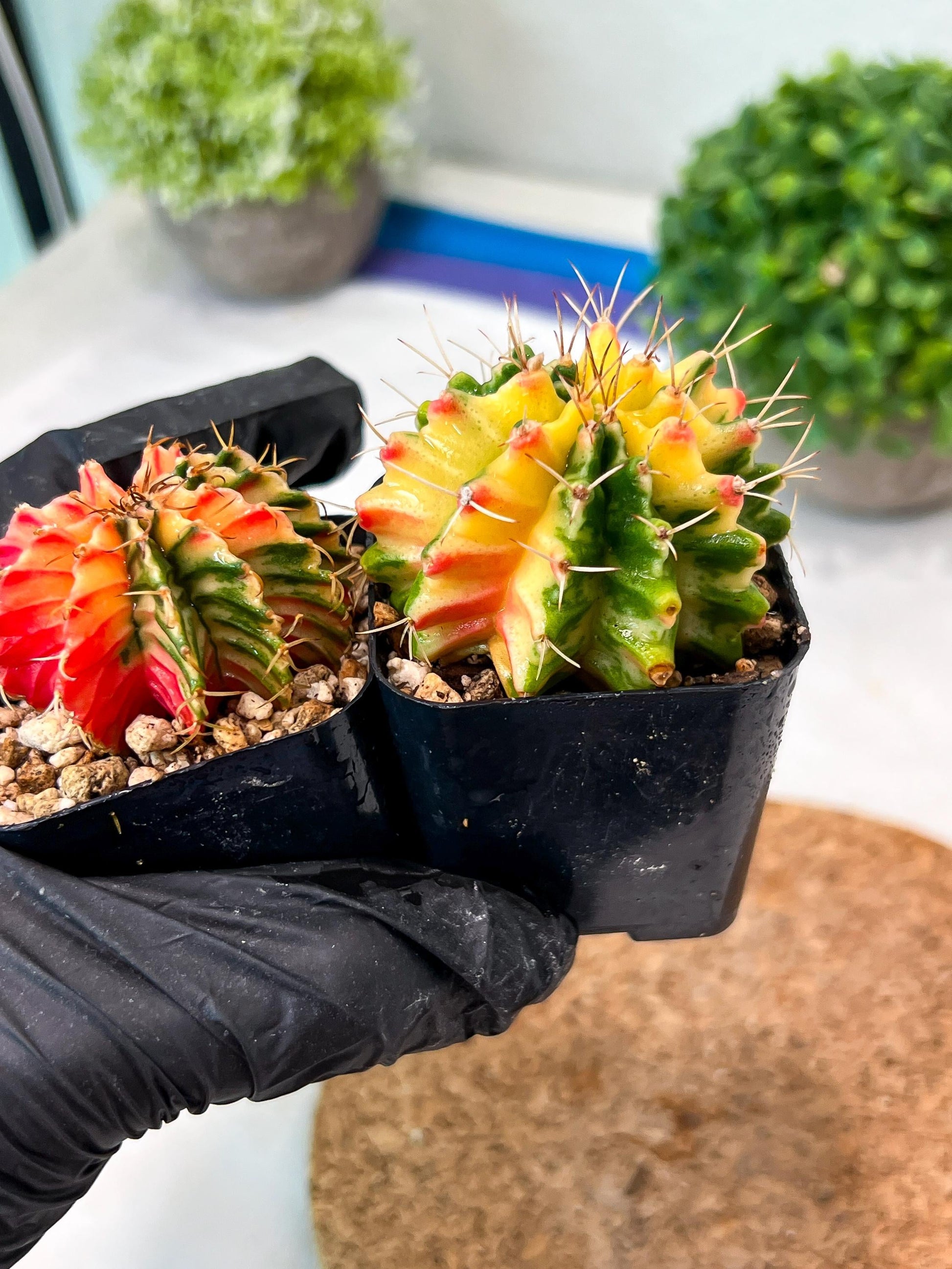 Gymnocalycium Mihanovichii (p) (#6) | 2pcs Bundle in 2 Inch Pot