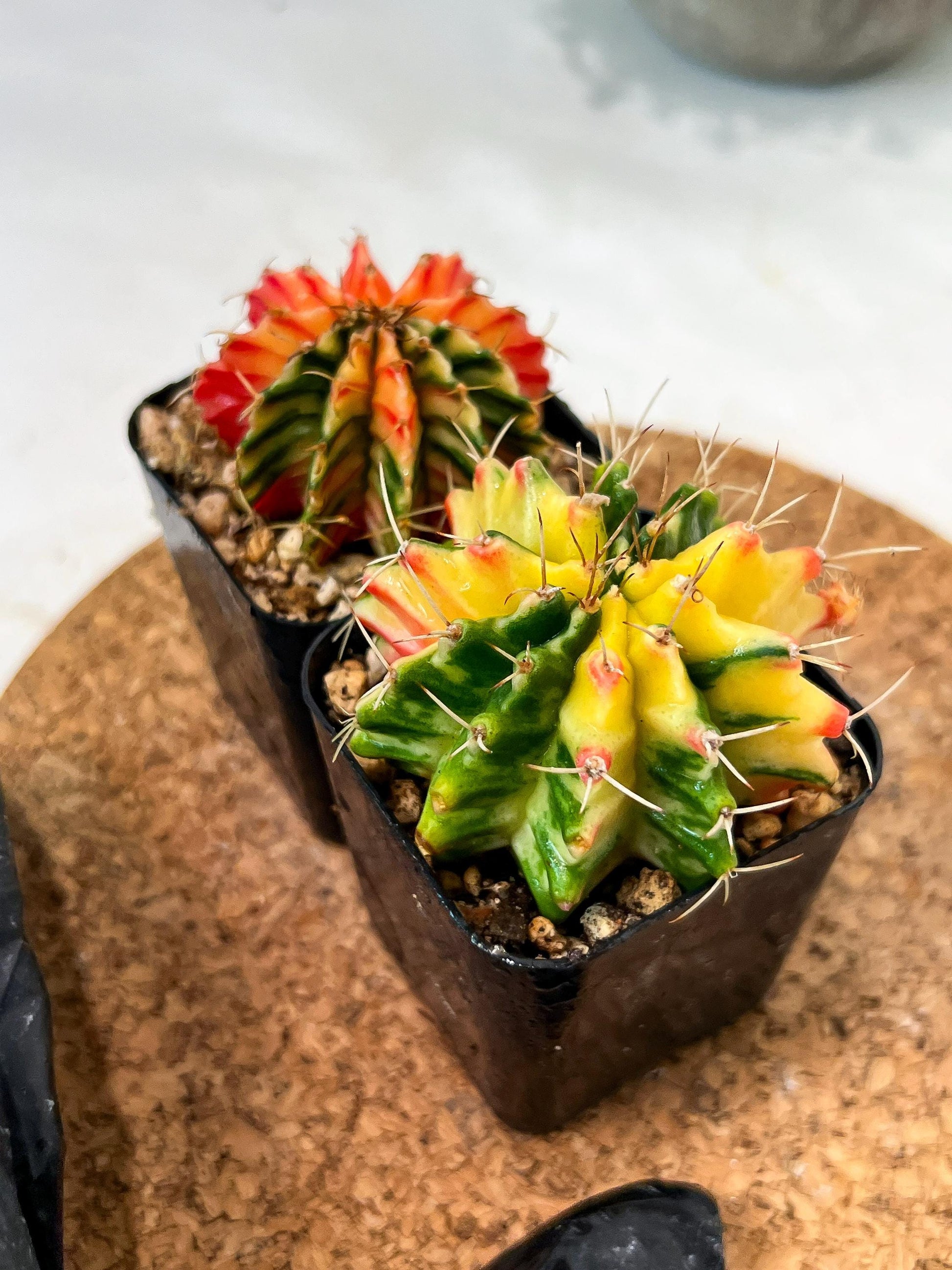 Gymnocalycium Mihanovichii (p) (#6) | 2pcs Bundle in 2 Inch Pot