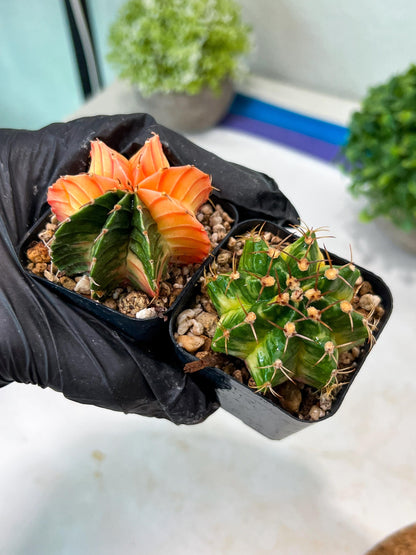 Gymnocalycium Mihanovichii (p) (#7) | 2pcs Bundle in 2 Inch Pot