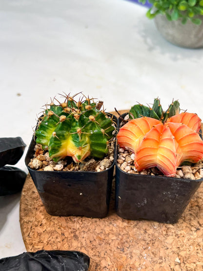 Gymnocalycium Mihanovichii (p) (#7) | 2pcs Bundle in 2 Inch Pot