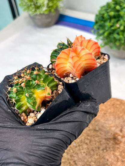 Gymnocalycium Mihanovichii (p) (#7) | 2pcs Bundle in 2 Inch Pot