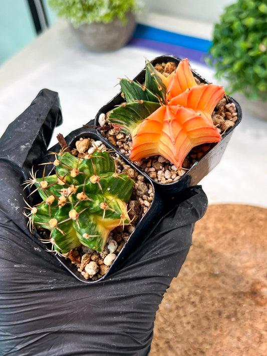 Gymnocalycium Mihanovichii (p) (#7) | 2pcs Bundle in 2 Inch Pot