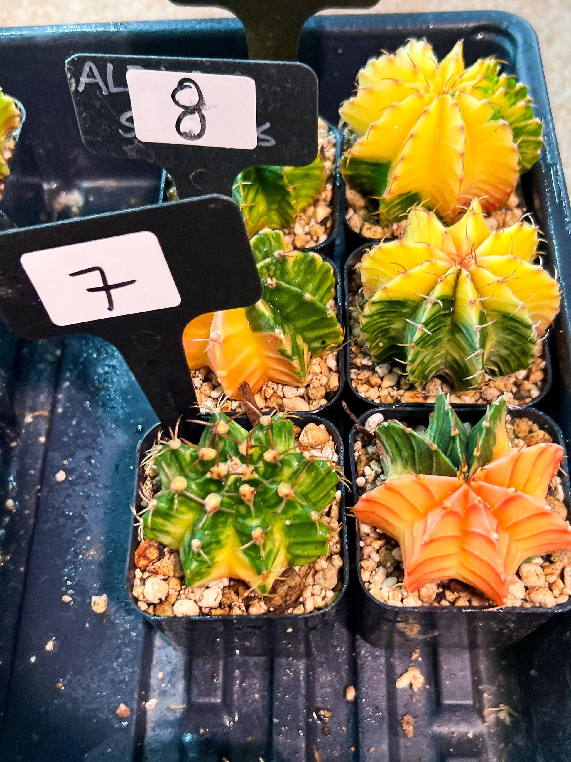 Gymnocalycium Mihanovichii (p) (#7) | 2pcs Bundle in 2 Inch Pot