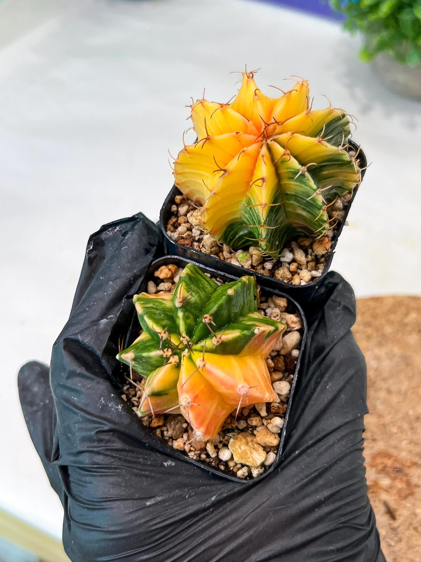 Gymnocalycium Mihanovichii (p) (#8) | 2pcs Bundle in 2 Inch Pot