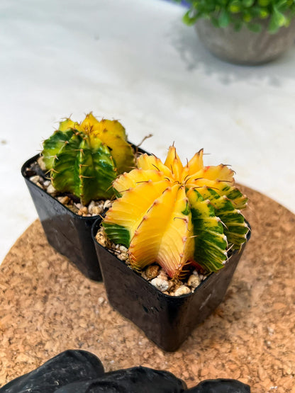 Gymnocalycium Mihanovichii (p) (#9) | 2pcs Bundle in 2 Inch Pot