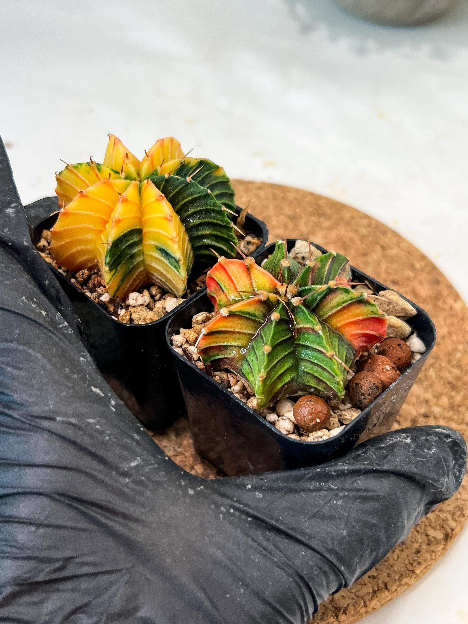 Gymnocalycium Mihanovichii (#10) | 2pcs Bundle in 2 Inch Pot