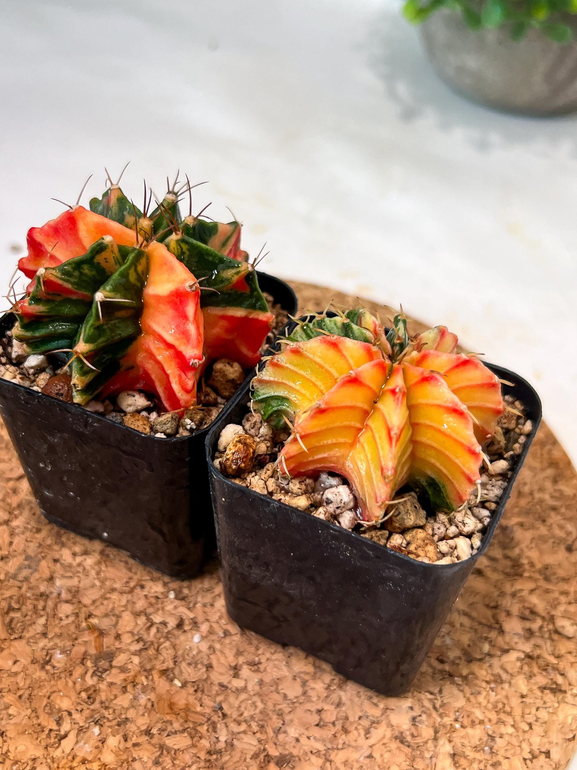 Gymnocalycium Mihanovichii (#11) | 2pcs Bundle in 2 Inch Pot