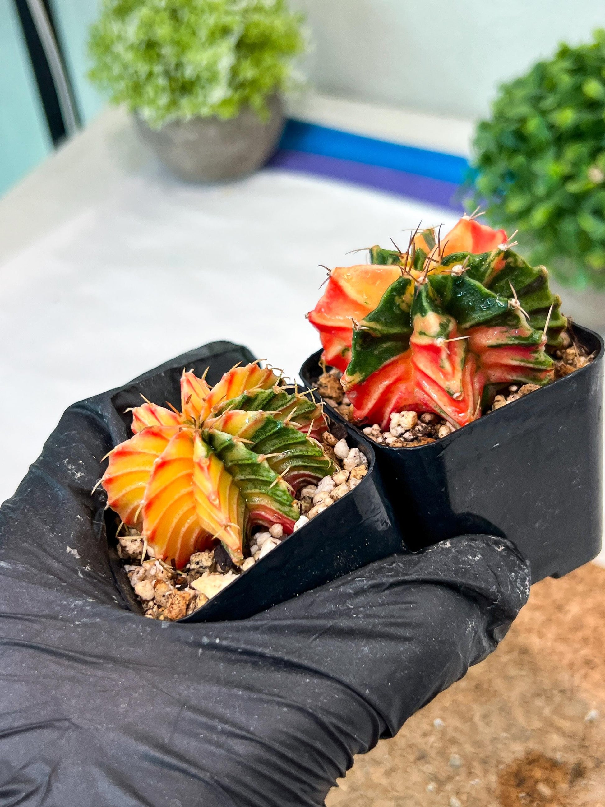 Gymnocalycium Mihanovichii (#11) | 2pcs Bundle in 2 Inch Pot