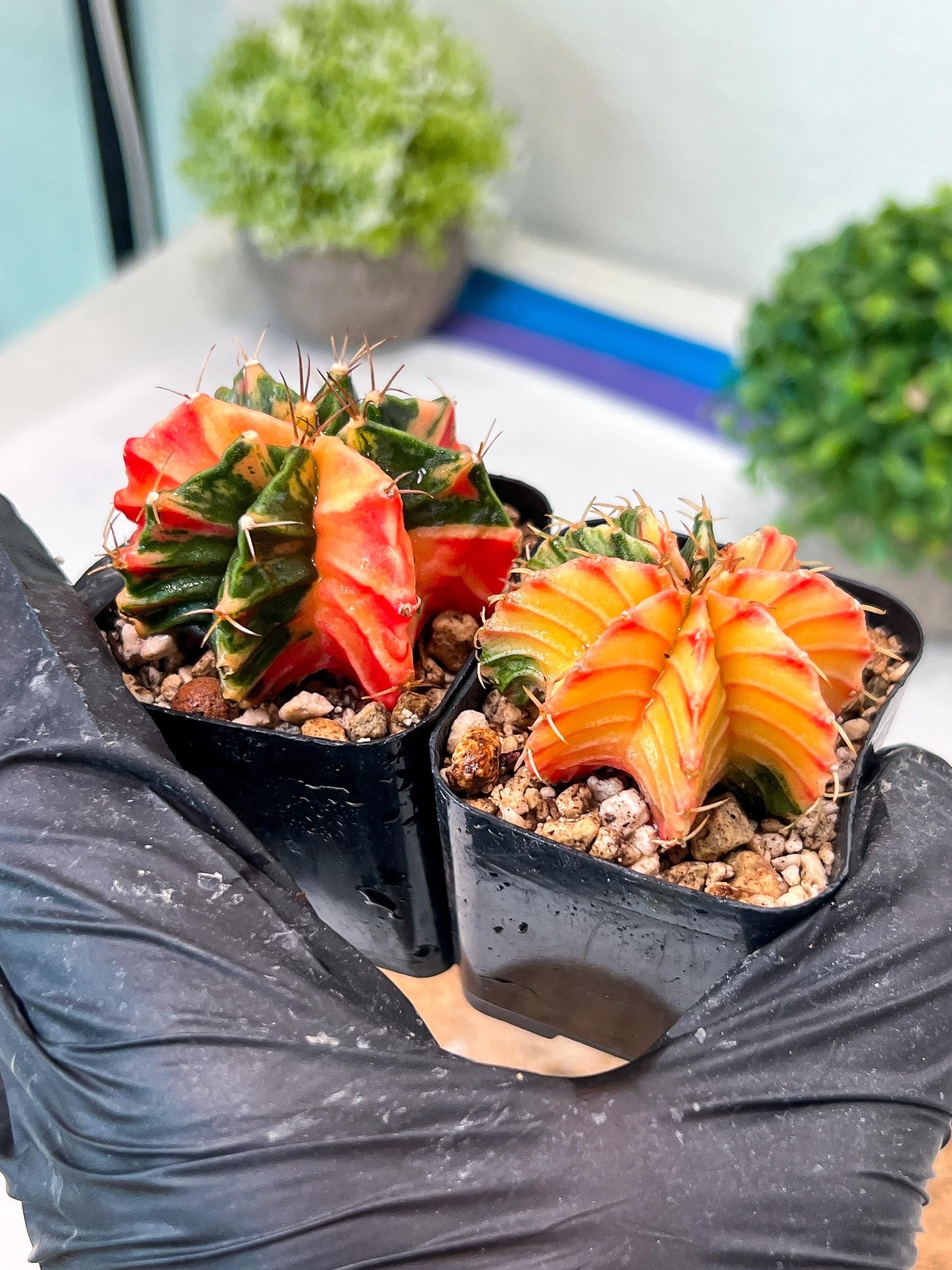 Gymnocalycium Mihanovichii (#11) | 2pcs Bundle in 2 Inch Pot