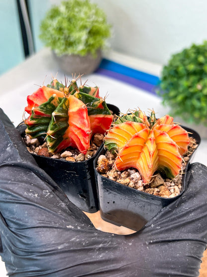 Gymnocalycium Mihanovichii (#11) | 2pcs Bundle in 2 Inch Pot