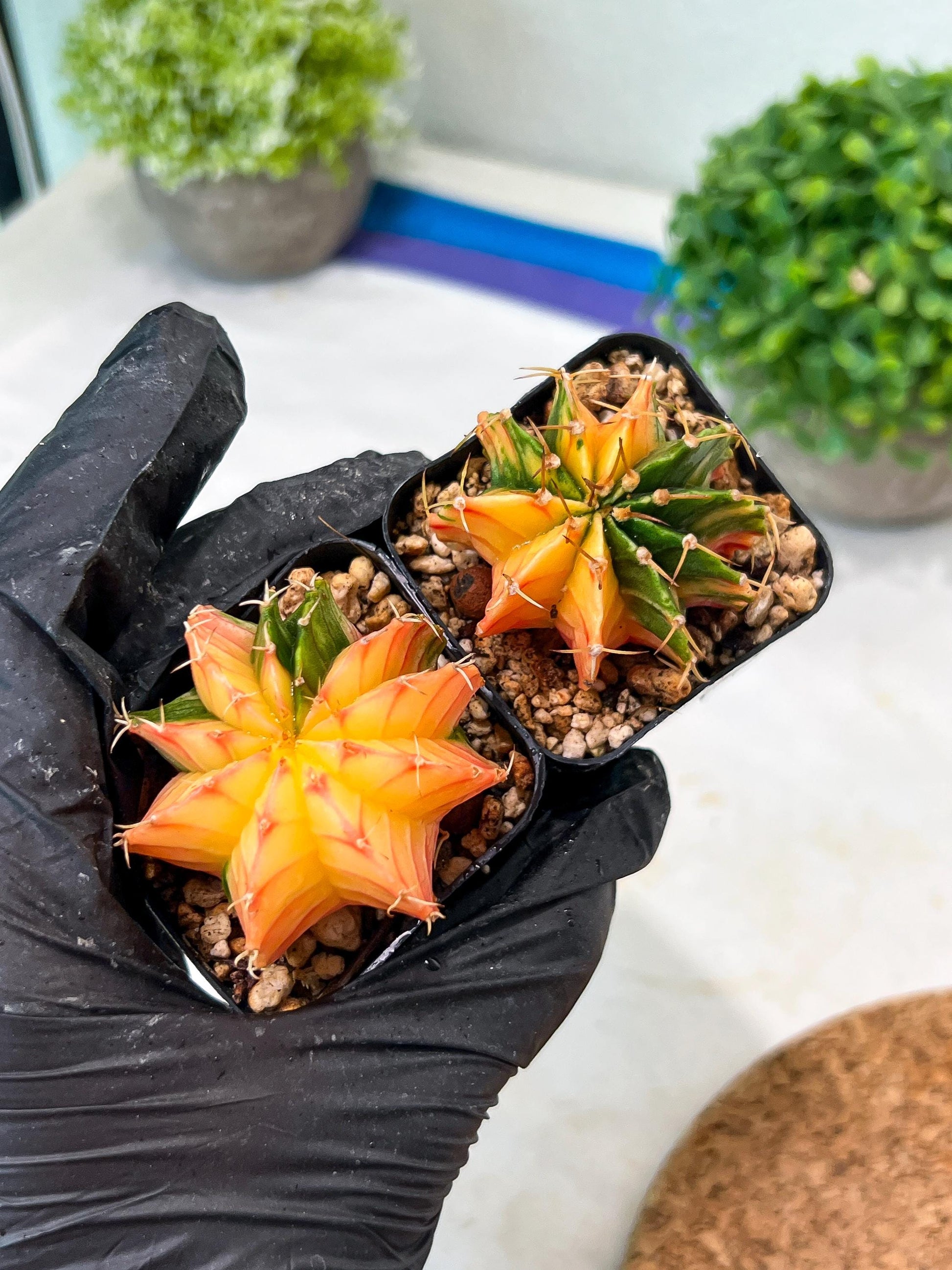 Gymnocalycium Mihanovichii (#12) | 2pcs Bundle in 2 Inch Pot