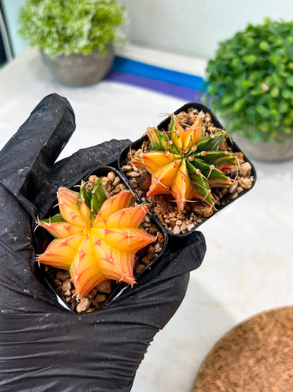 Gymnocalycium Mihanovichii (#12) | 2pcs Bundle in 2 Inch Pot