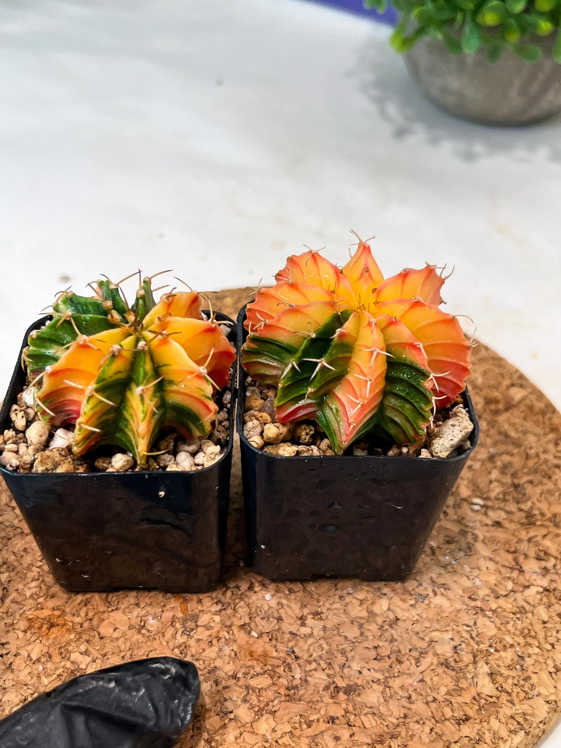 Gymnocalycium Mihanovichii (#12) | 2pcs Bundle in 2 Inch Pot