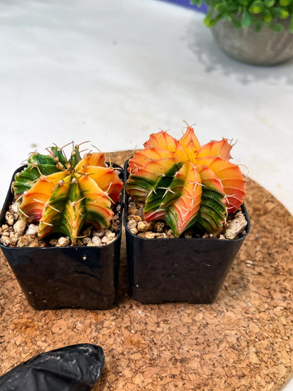 Gymnocalycium Mihanovichii (#12) | 2pcs Bundle in 2 Inch Pot