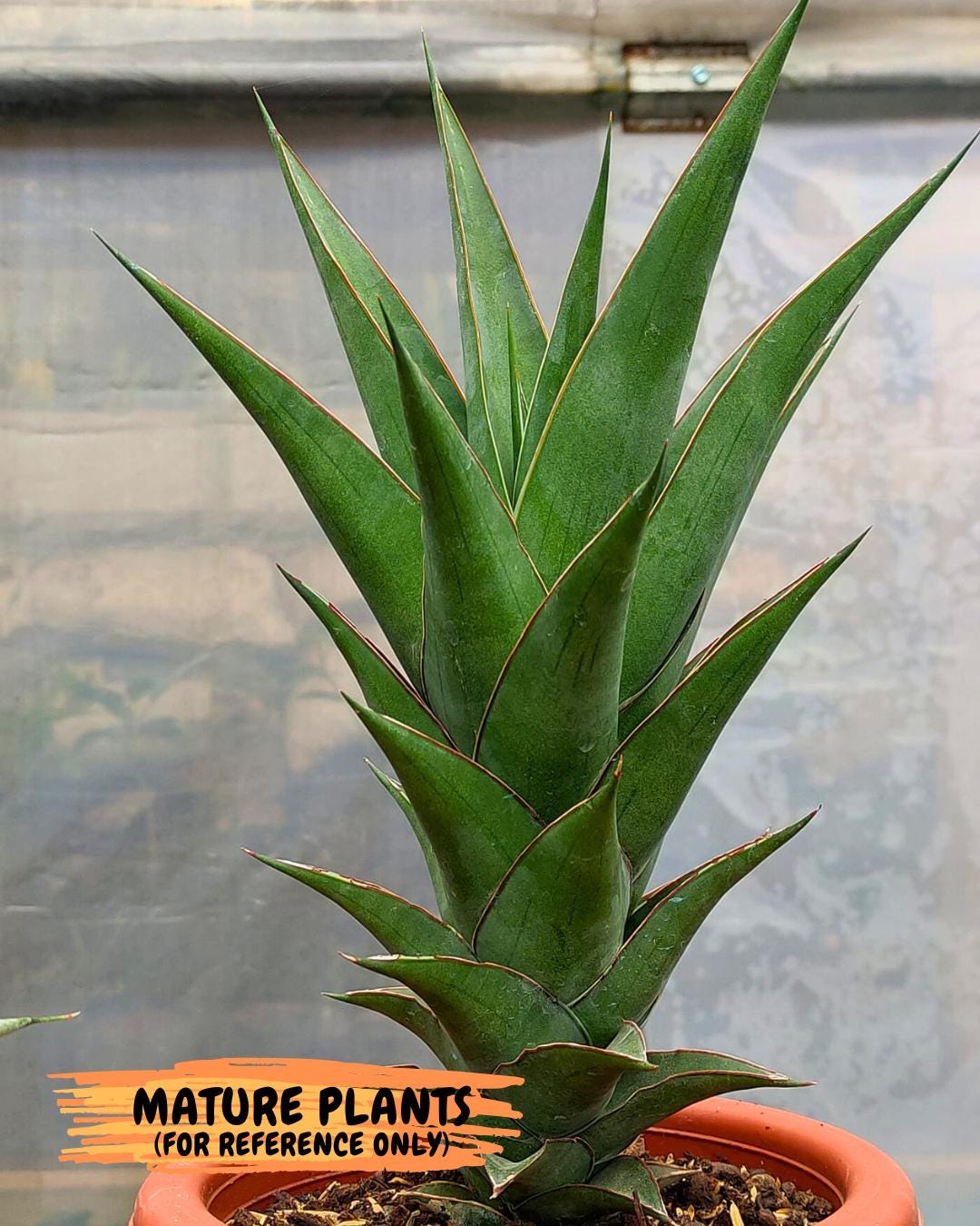 Sansevieria August (#Ba89) | Imported Snake Plant